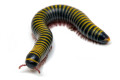 Anadenobolus monilicornis Caribbean adult